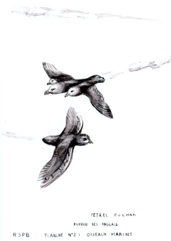 Petrel Fulmar